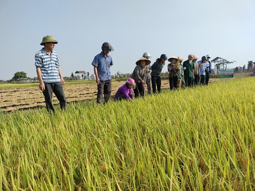 Hội thảo đầu bờ giống lúa Hương Châu 6 tại xã Ea Bung